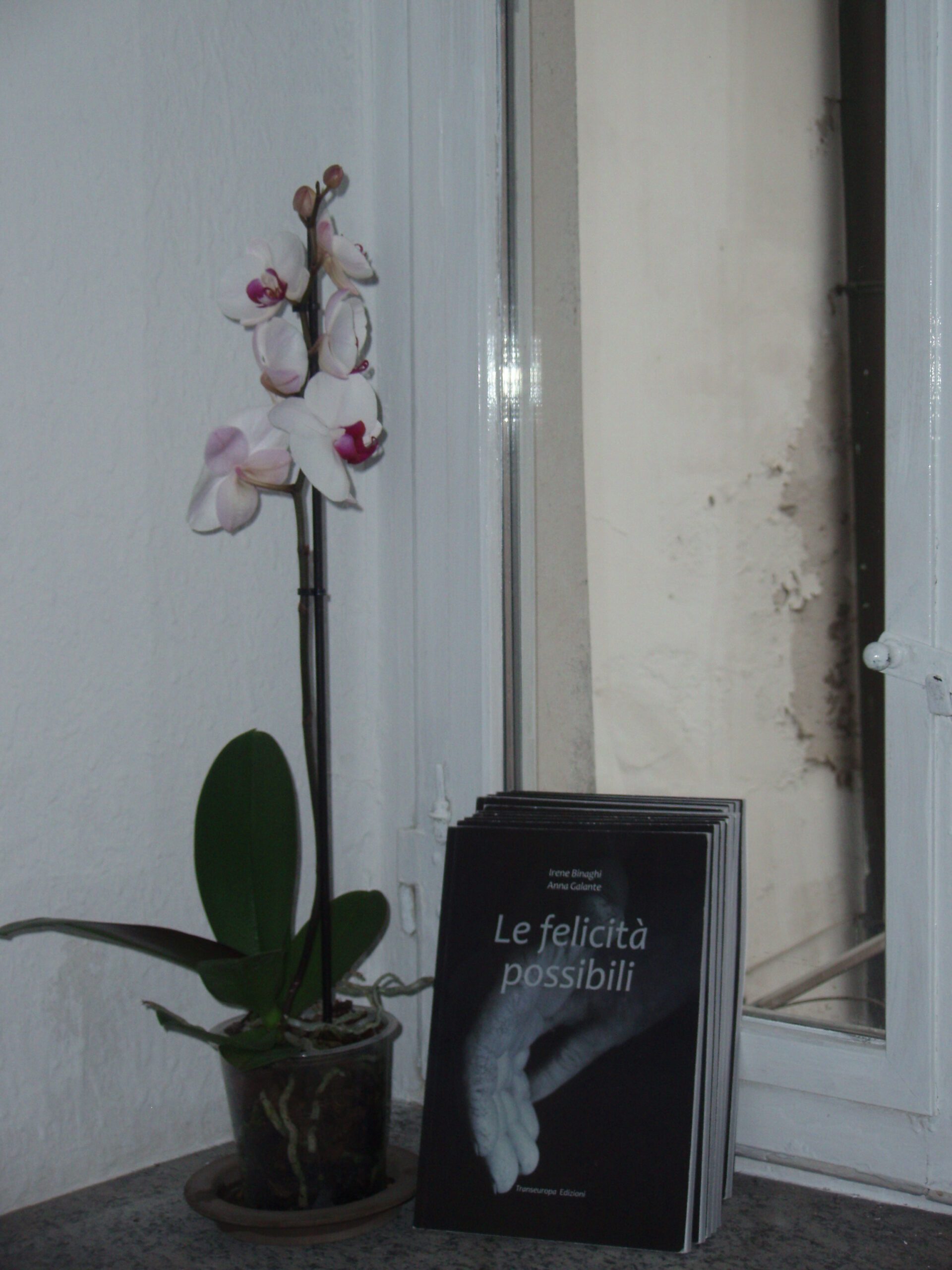 L’orchidea