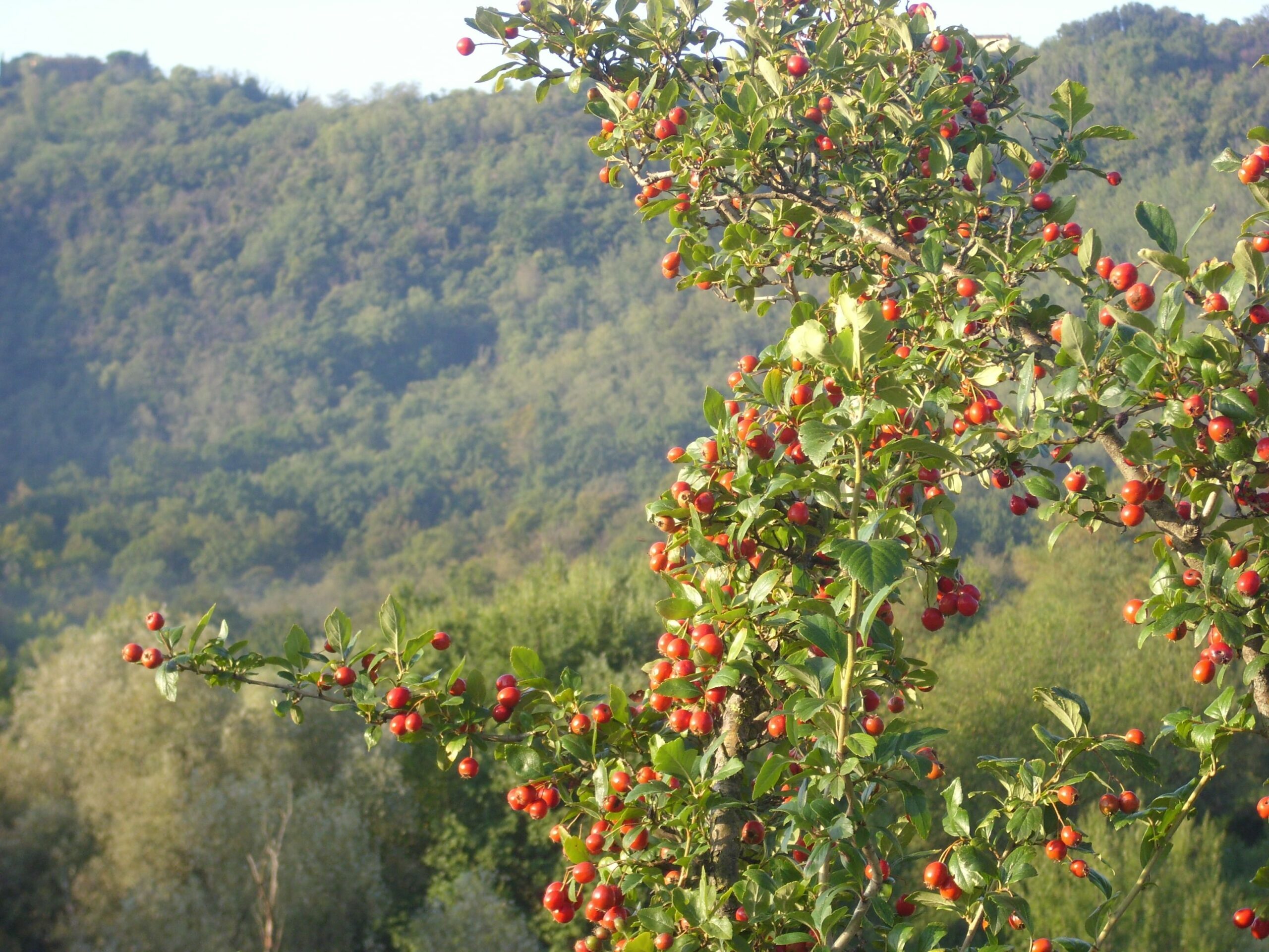 Frutti d’autunno