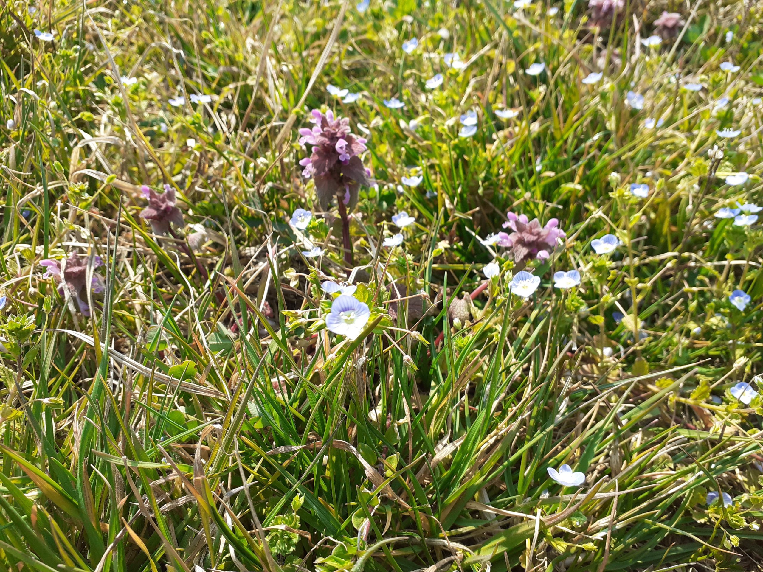 05/2022: immergersi nella Primavera